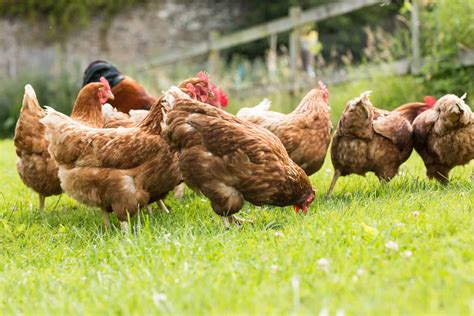 Plants Chickens Won't Eat: The Complete Guide .